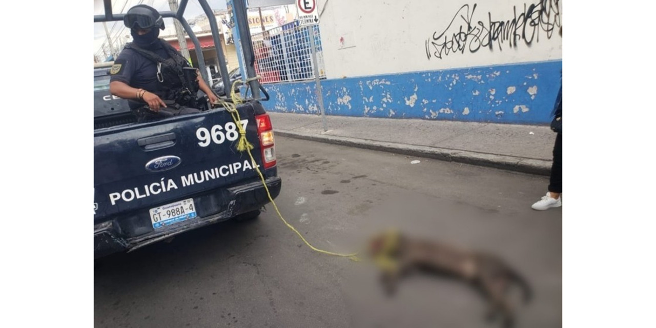 Policías de Celaya y Apaseo matan perros; acusan en redes que es por diversión | El Imparcial de Oaxaca