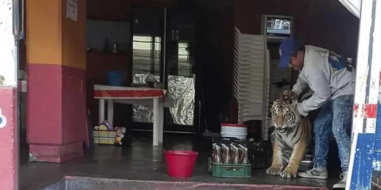 Pánico genera tigre que deambulaba por las calles de Hidalgo | El Imparcial de Oaxaca