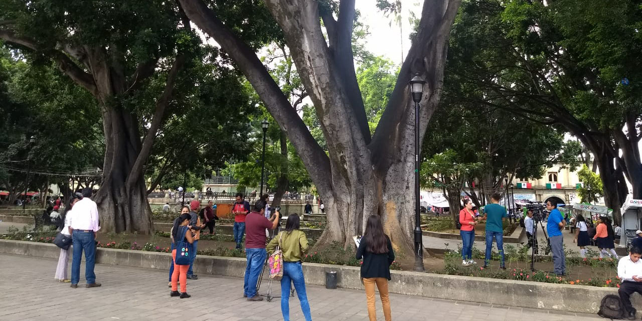 Los árboles de Oaxaca | El Imparcial de Oaxaca
