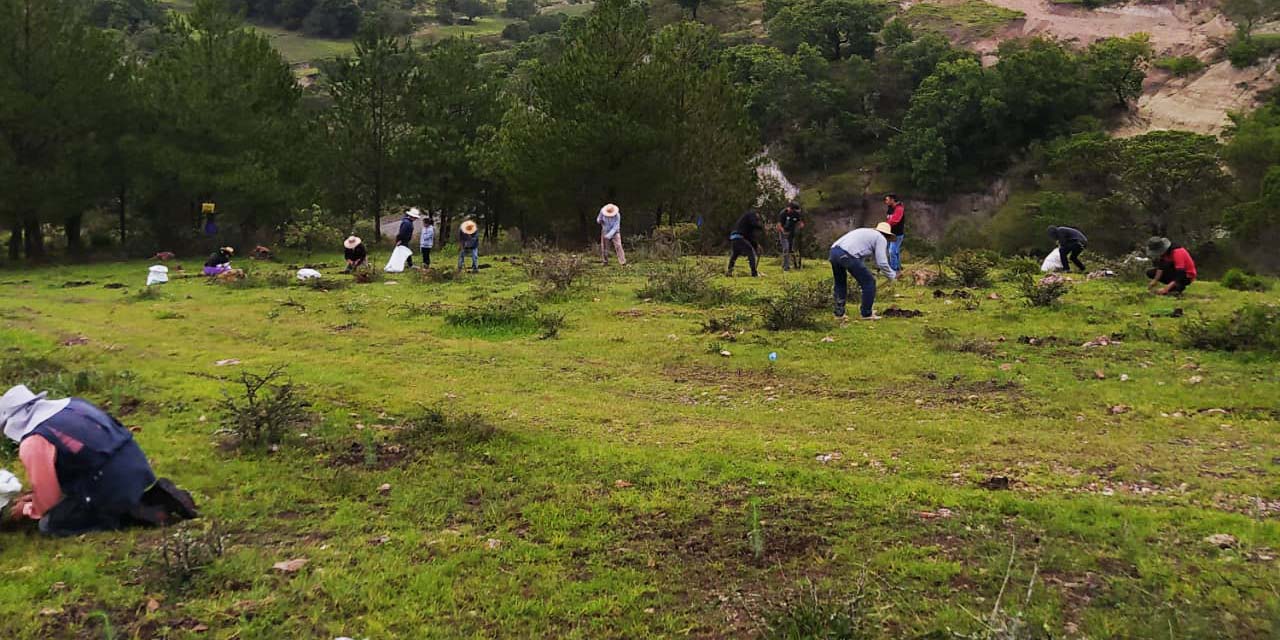 Emprenden reforestación mediante tequio | El Imparcial de Oaxaca