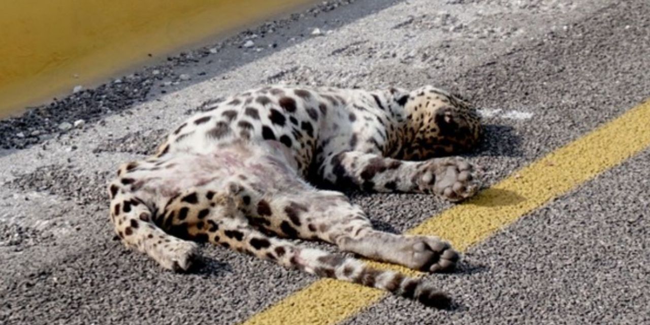 Encuentran a jaguar muerto en tramo federal en zona de Tren Maya | El Imparcial de Oaxaca