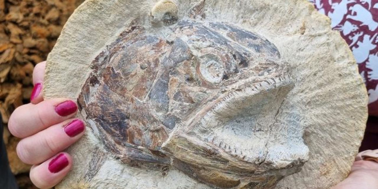 Desentierran increíble pez fósil del Jurásico en una granja del Reino Unido | El Imparcial de Oaxaca
