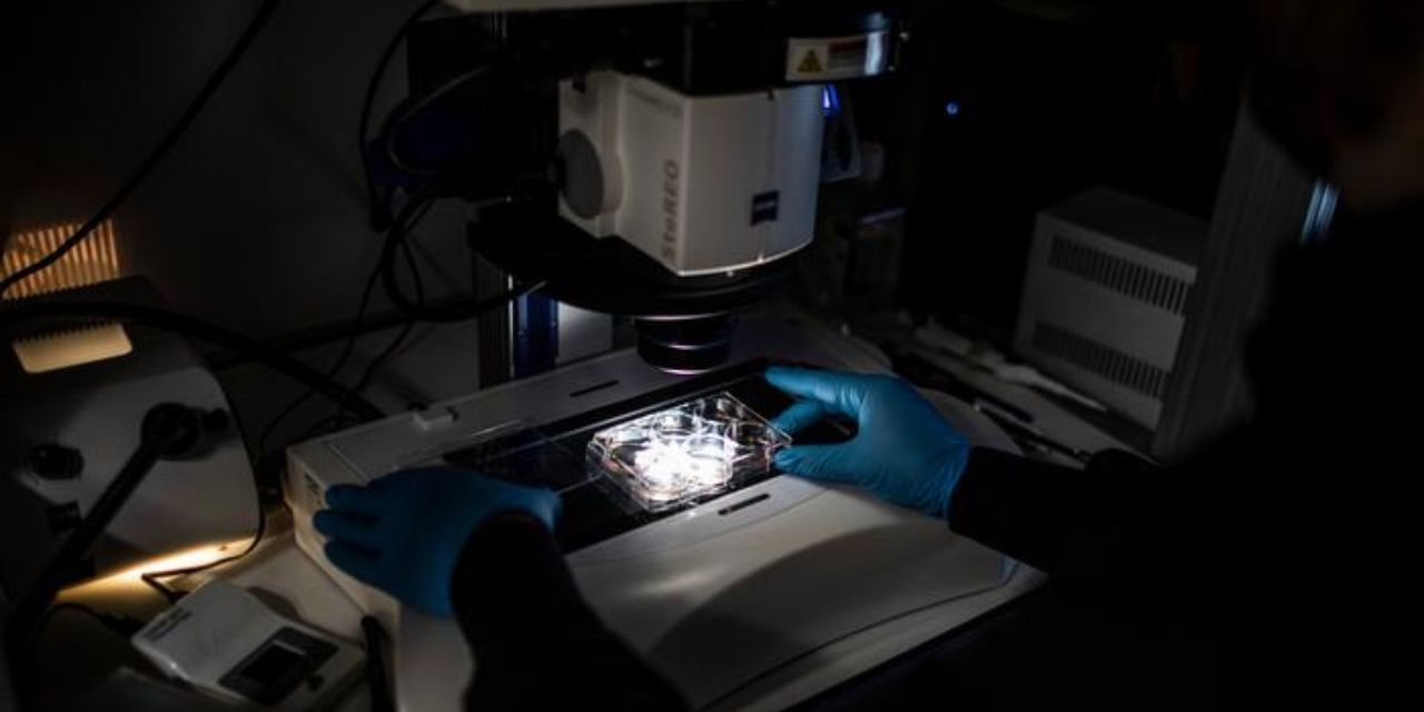Científicos crean los primeros “embriones sintéticos” del mundo con células madre de ratón | El Imparcial de Oaxaca