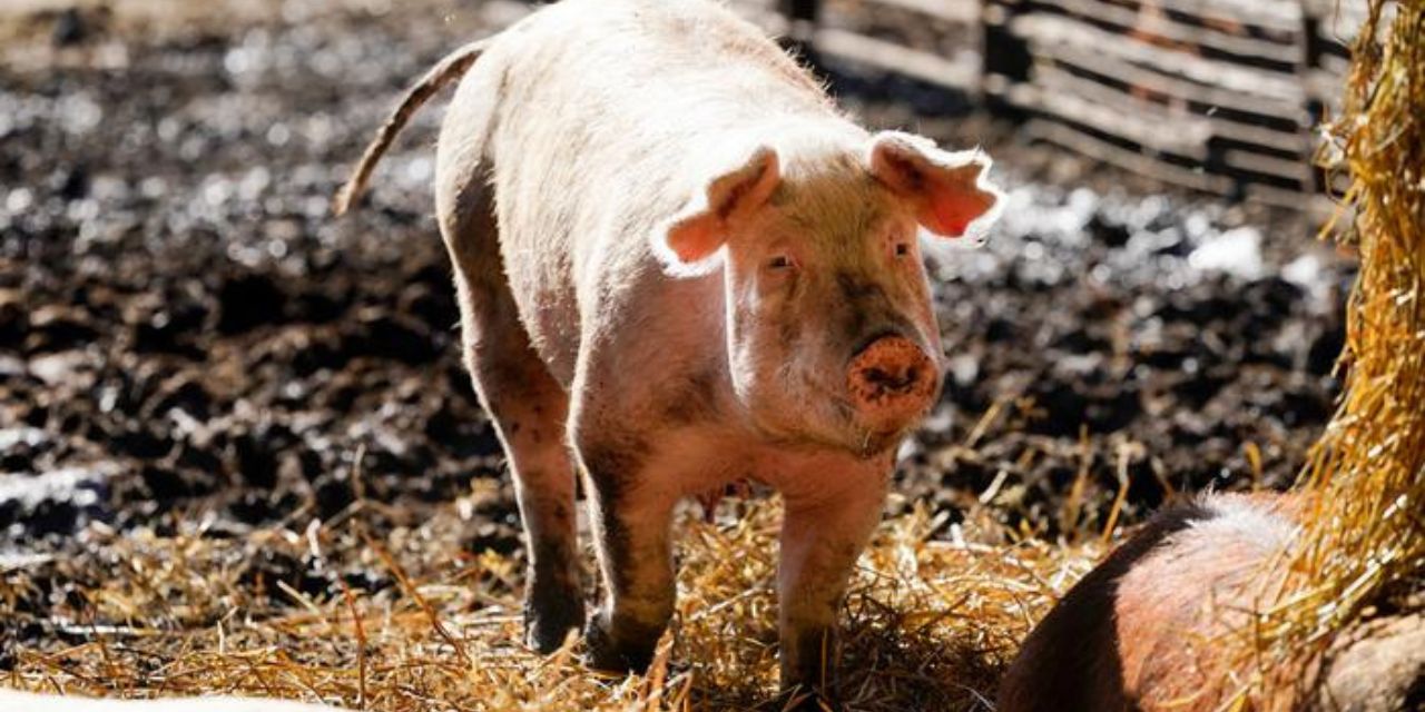 Experimento restablece funciones de células y órganos de cerdos sin vida, horas después de su muerte | El Imparcial de Oaxaca