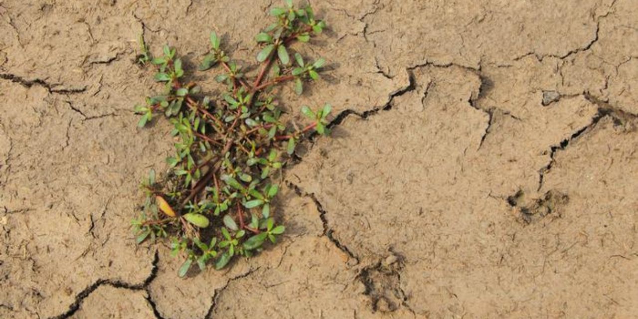 Una mala hierba común puede ser la ‘superplanta’ que tiene la clave contra la sequía | El Imparcial de Oaxaca