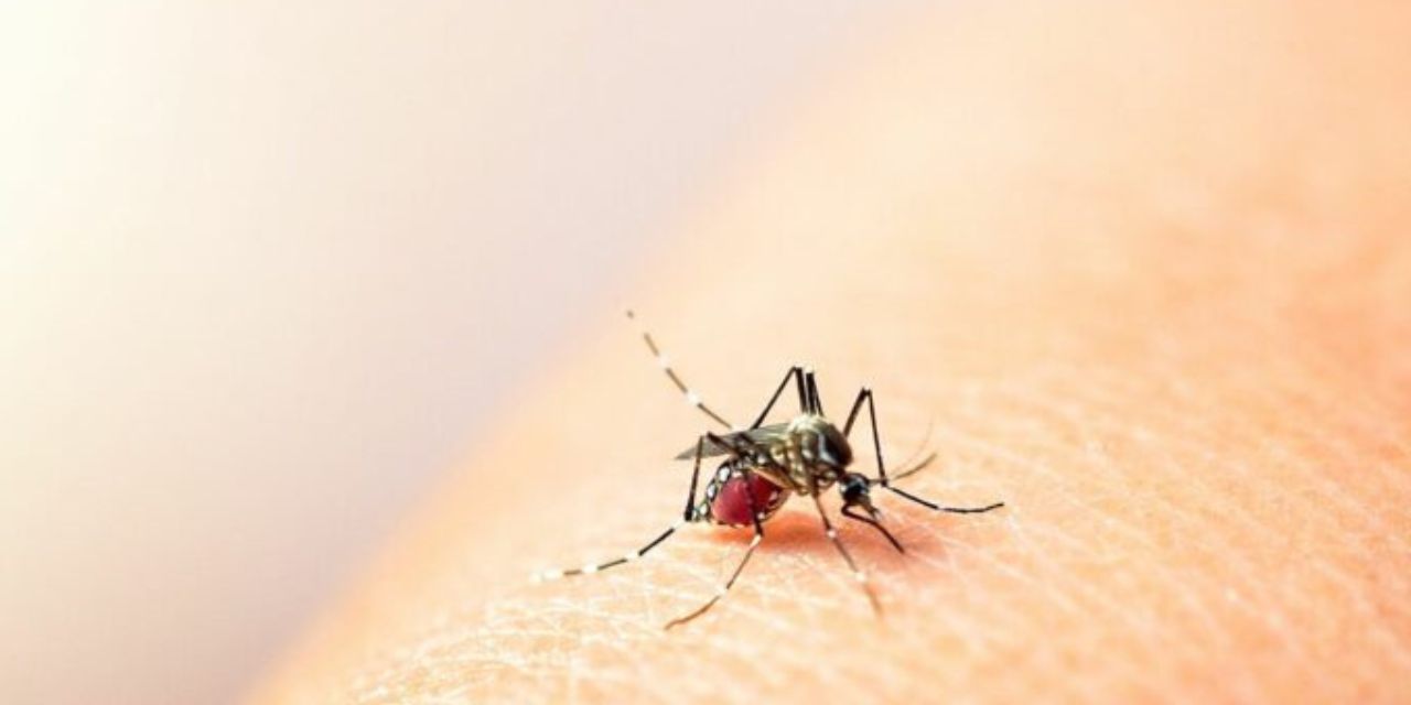 Notifica Oaxaca 15 nuevos casos de dengue | El Imparcial de Oaxaca