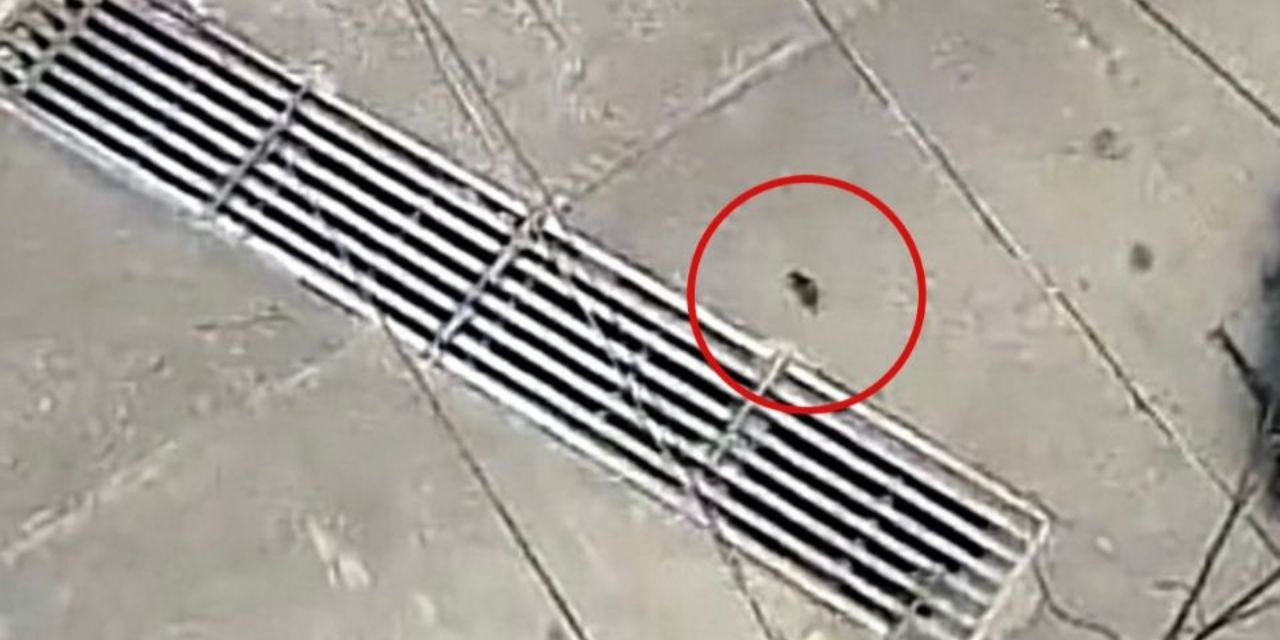 VIRAL: rata “vuela” desde edificio y cae al piso sin morir | El Imparcial de Oaxaca