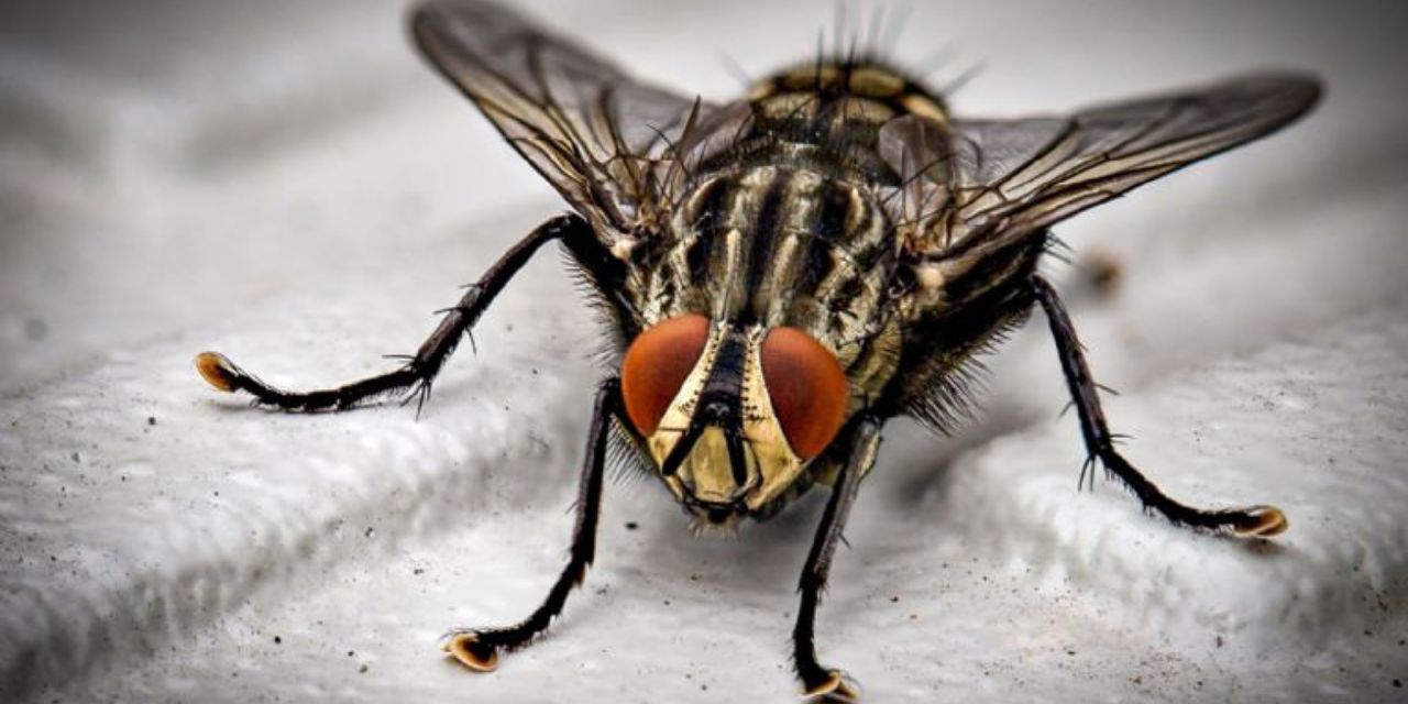 Dile adiós (para siempre) a las moscas con estos 3 trucos | El Imparcial de Oaxaca