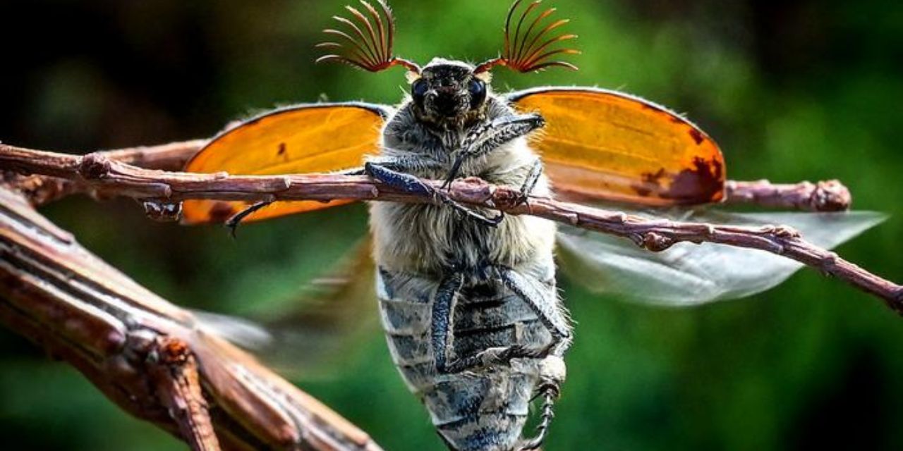 Descubren el mecanismo que regenera las alas de los insectos cuando se dañan | El Imparcial de Oaxaca