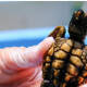 El 99 % de las tortugas marinas nacen hembras por culpa del cambio climático, según expertos