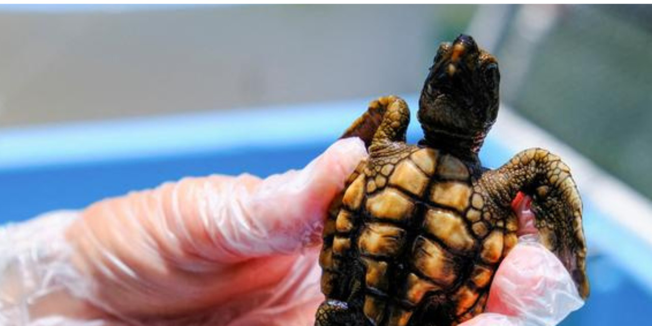 El 99 % de las tortugas marinas nacen hembras por culpa del cambio climático, según expertos | El Imparcial de Oaxaca