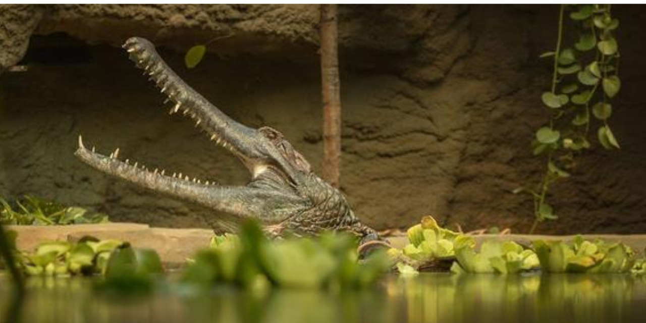 Exhibición de bolso en una exposición de cocodrilos en el zoológico de Londres se hace viral | El Imparcial de Oaxaca