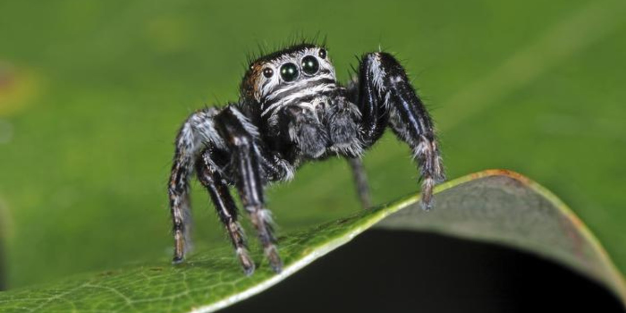 Arañas saltadoras tienen un sueño similar al de la fase REM y pueden incluso soñar, según estudio | El Imparcial de Oaxaca