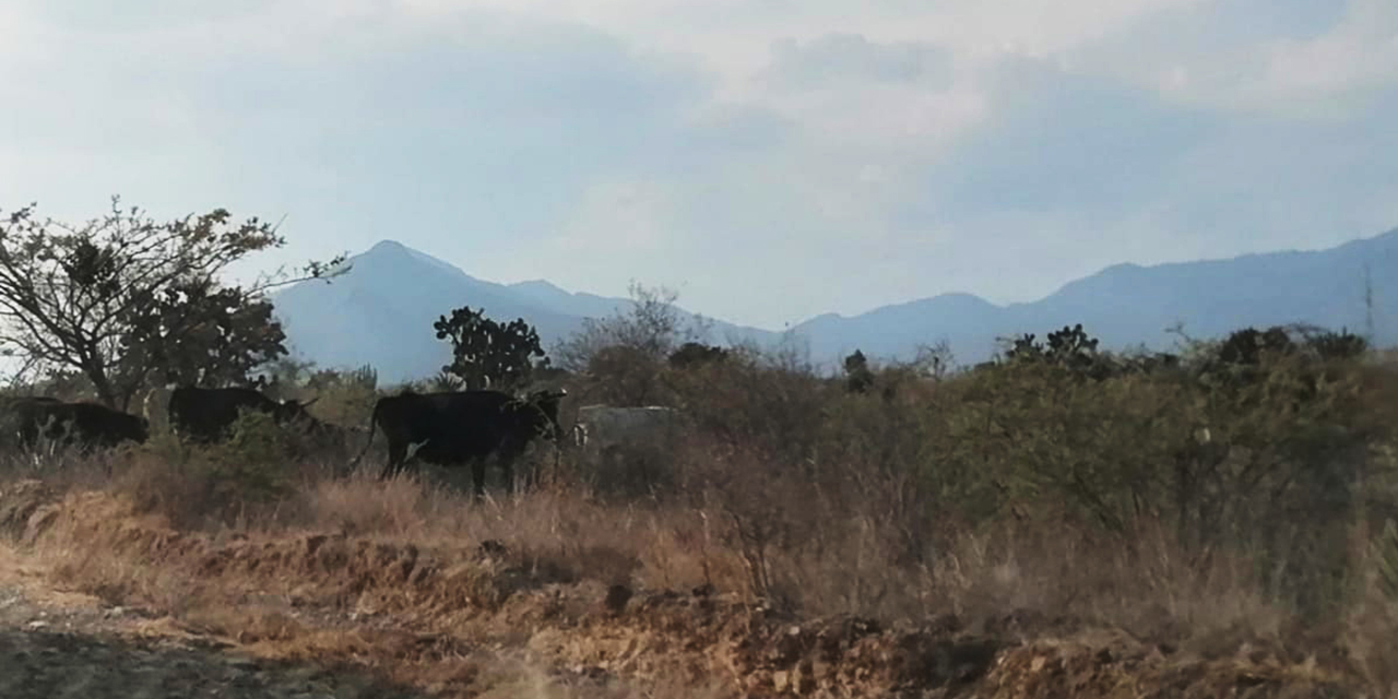 Desolador panorama para el agro ejuteco | El Imparcial de Oaxaca