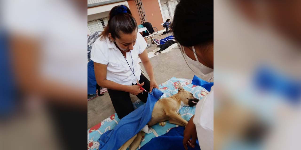 Harán jornadas de esterilización canina y felina en la Mixteca | El Imparcial de Oaxaca