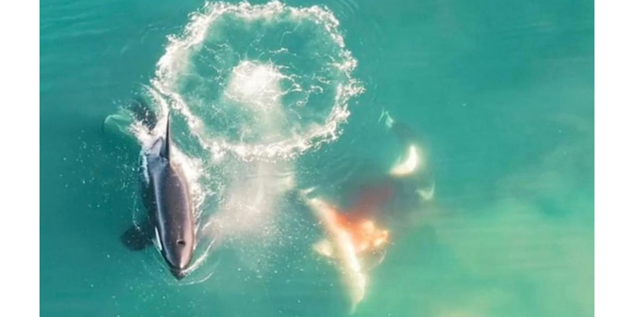 (VIDEO) Orcas cazan a tiburón blanco; es primer caso documentado | El Imparcial de Oaxaca