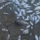 Miles de peces aparecen muertos en Laguna México en Mexicali