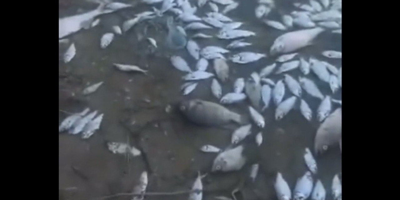 Miles de peces aparecen muertos en Laguna México en Mexicali | El Imparcial de Oaxaca