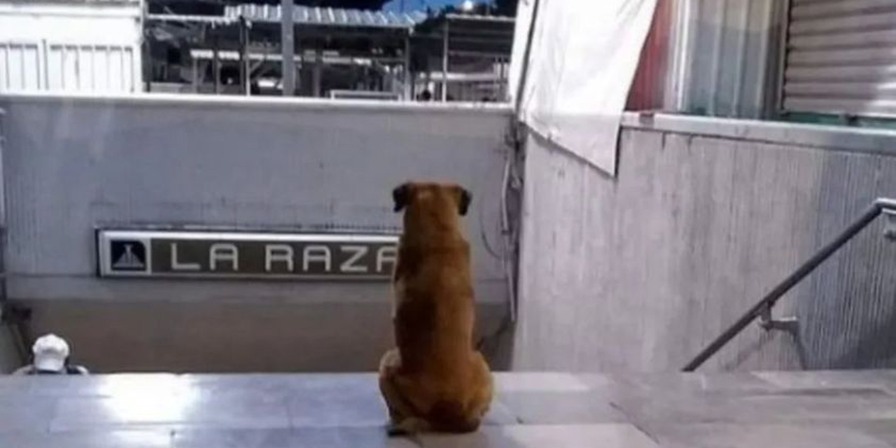 Hachiko mexicano, el perro que espera a su dueña fallecida en el Metro de la CDMX. | El Imparcial de Oaxaca