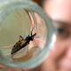 Reaparece la enfermedad de Chagas en Oaxaca