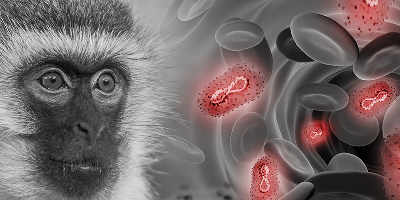 ¿Qué sabes sobre la viruela del mono? | El Imparcial de Oaxaca