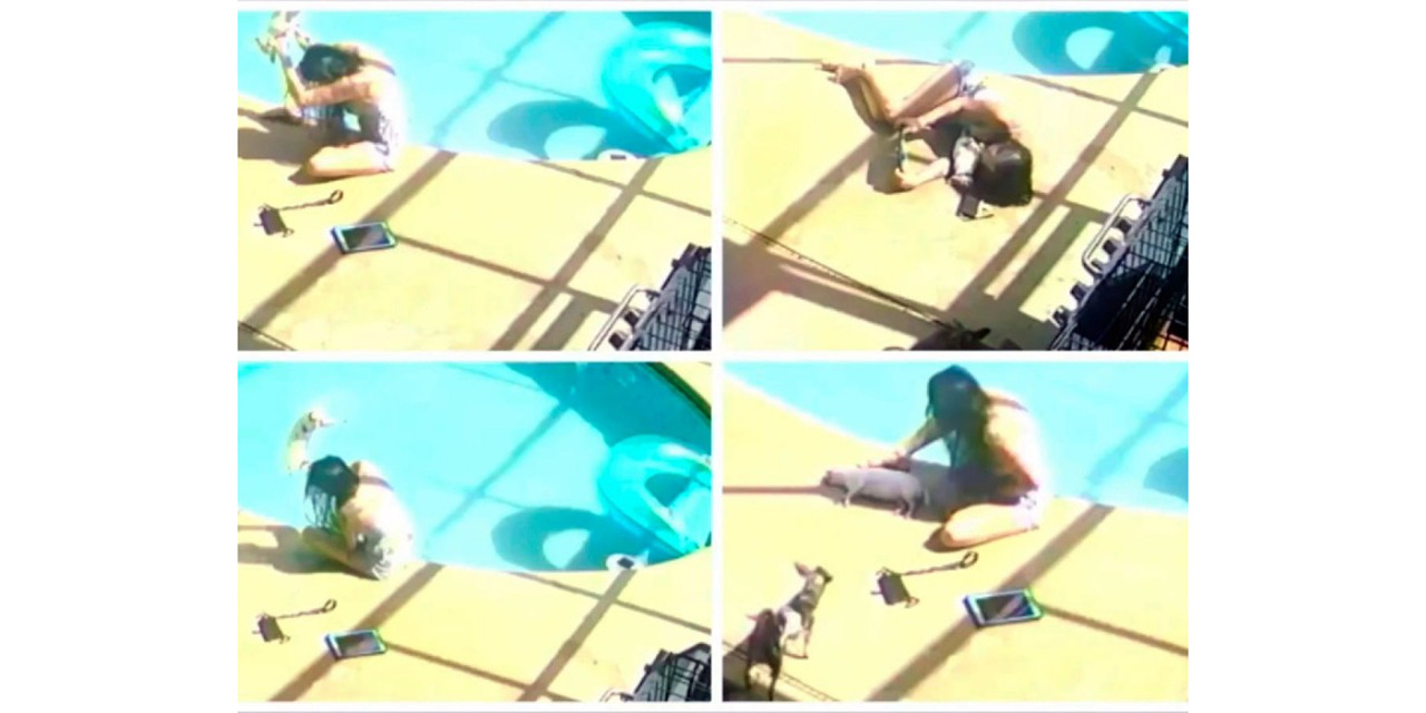 (VIDEO) Mujer azota y ahoga a un perro chihuahua en una piscina | El Imparcial de Oaxaca