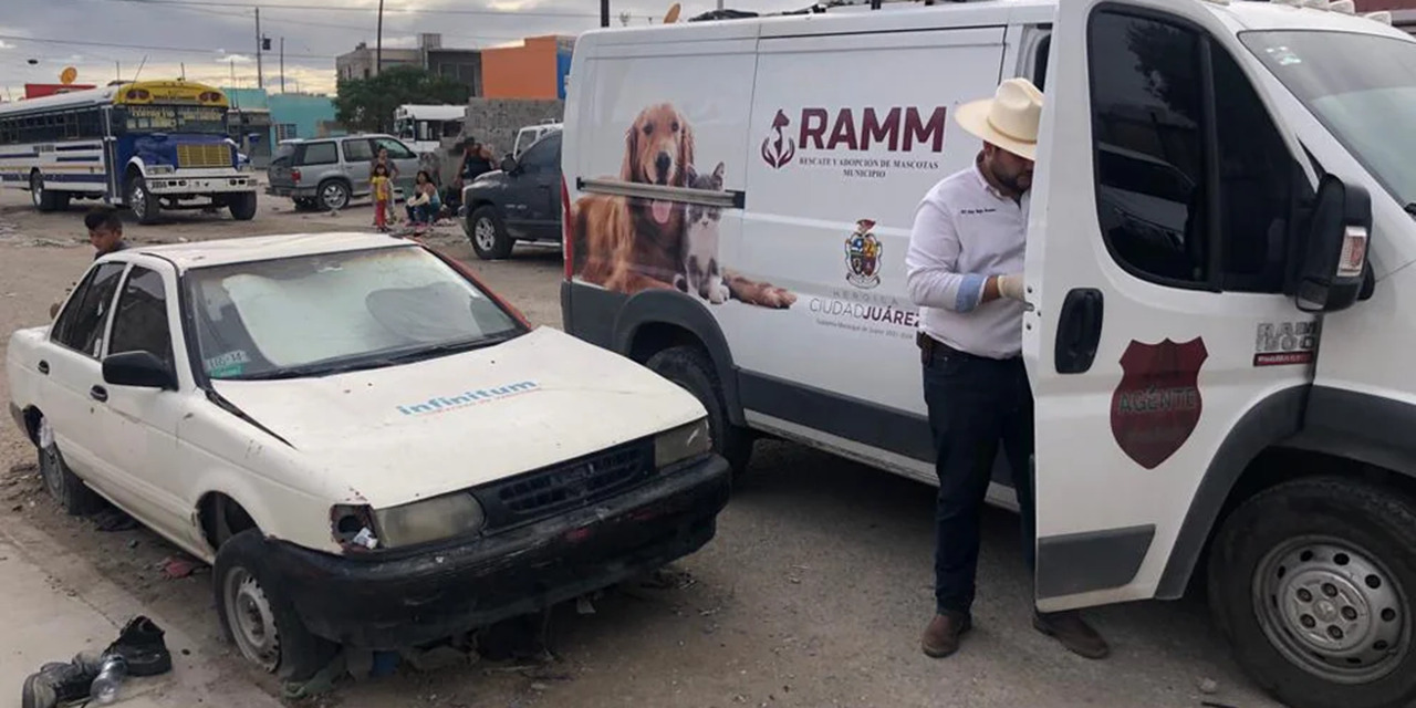 Un hombre quería comerse un perro en Ciudad Juárez, autoridades lo detuvieron | El Imparcial de Oaxaca