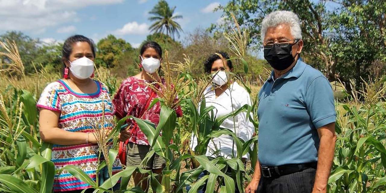 Promueven protección de 18 tipos de maíz nativo | El Imparcial de Oaxaca