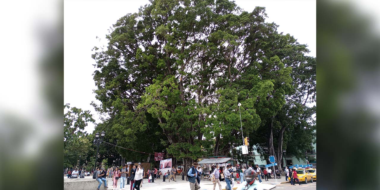 Censo de 2 mil 115 árboles en parques y jardines citadinos | El Imparcial de Oaxaca