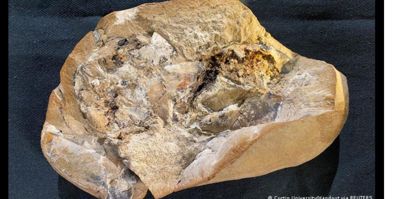 Hallan en Australia el corazón fósil más antiguo que revela pistas sobre la evolución de los vertebrados | El Imparcial de Oaxaca