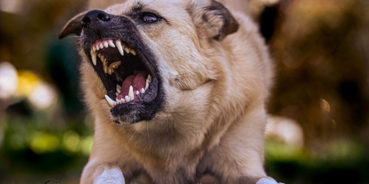 Rabia en perros: ¿Cuáles son los síntomas y por qué hay que vacunarlos? | El Imparcial de Oaxaca