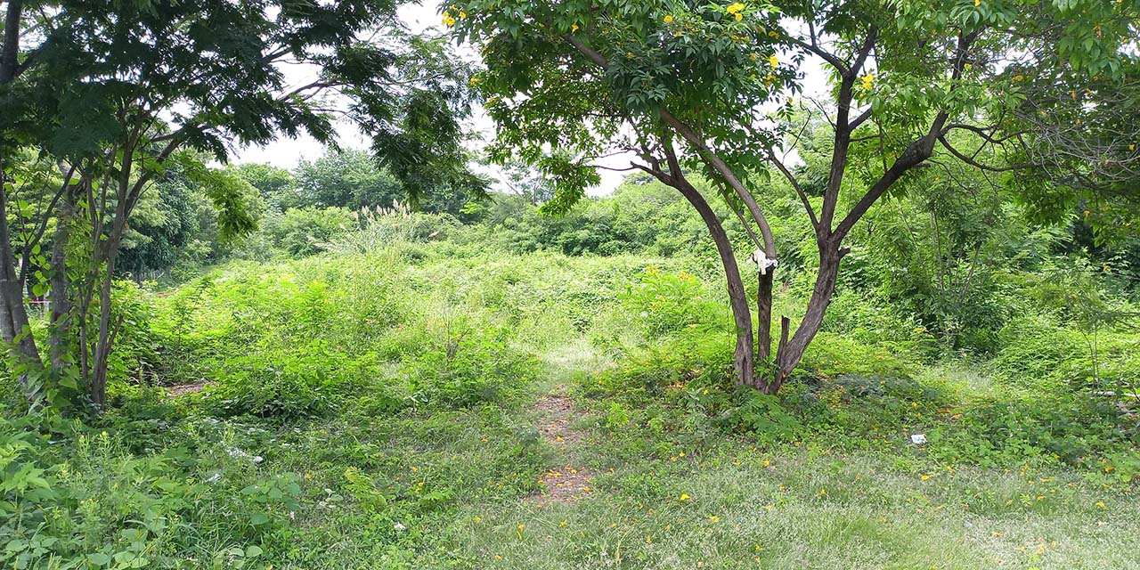 El sábado pasado un hombre se ahorcó en un predio de colonia Nueva Esperanza Ahorcado podría ir a la fosa común | El Imparcial de Oaxaca