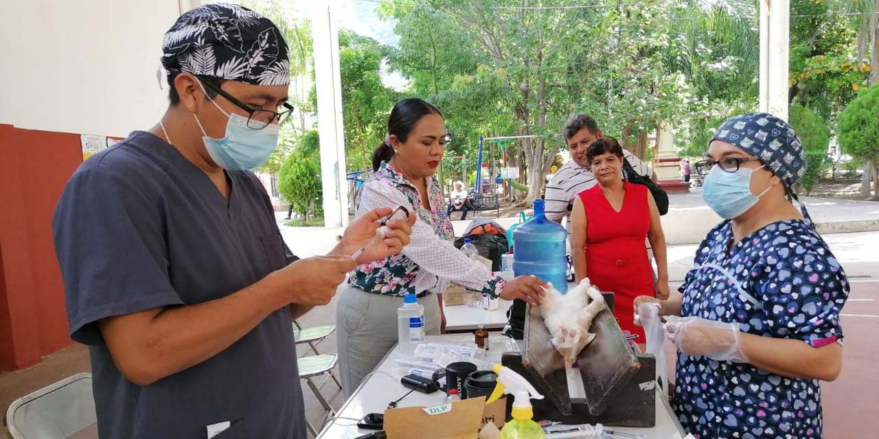 Realizan en Cuicatlán campaña de esterilización | El Imparcial de Oaxaca