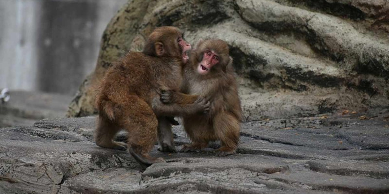 Familia de virus en monos está ‘preparada para contagiar’ humanos | El Imparcial de Oaxaca