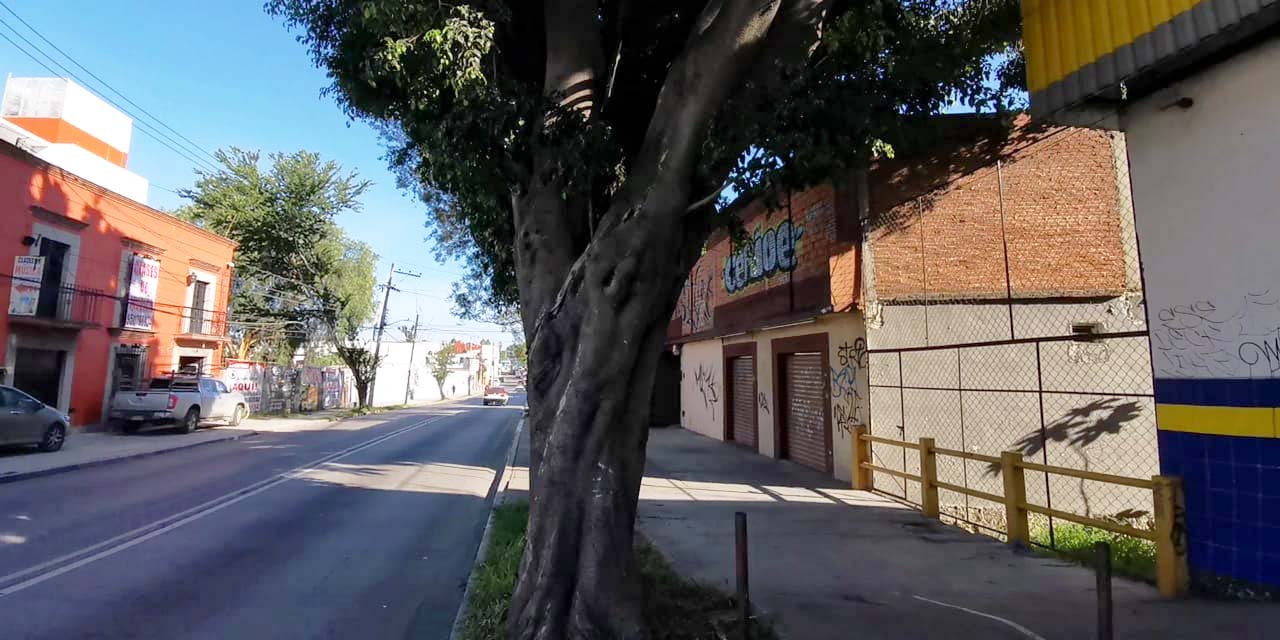 Vecinos piden podar árbol; el ayuntamiento los ignora | El Imparcial de Oaxaca