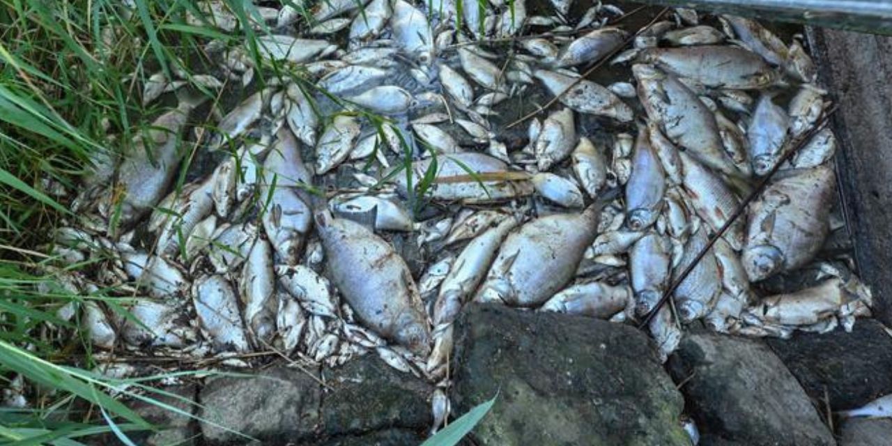 Informe: alga venenosa causó muerte masiva de peces en Alemania | El Imparcial de Oaxaca