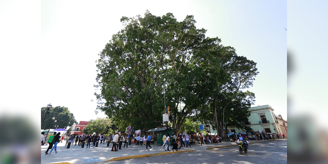 Alistan intervención para 550 árboles emblemáticos | El Imparcial de Oaxaca