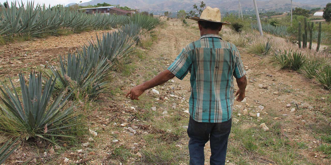 Mezcaleros inflexibles; defienden la Denominación de Origen | El Imparcial de Oaxaca