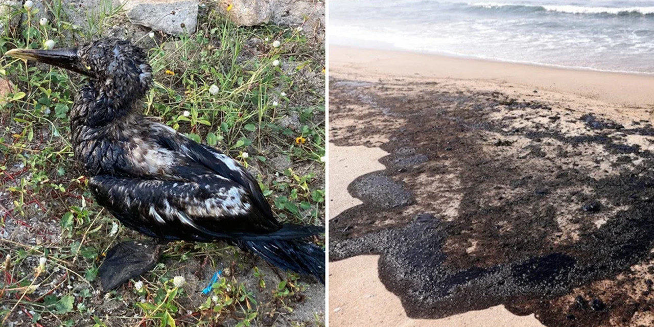 Pájaros bobo y áreas protegidas afectadas por derrame de petróleo en Salina Cruz, Oaxaca | El Imparcial de Oaxaca