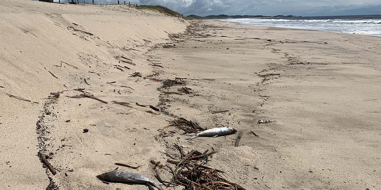 Aparecen miles de peces muertos en playa Corralero | El Imparcial de Oaxaca