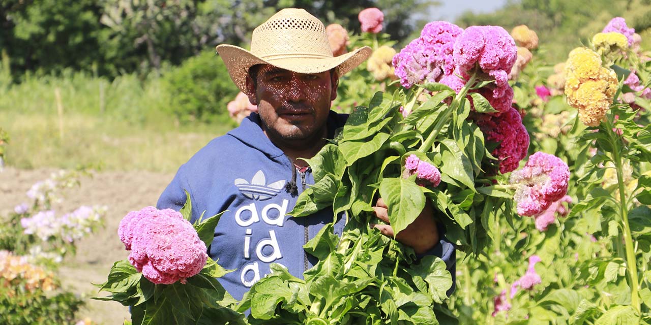 Oaxaca, a la zaga en producción de flor de muerto | El Imparcial de Oaxaca
