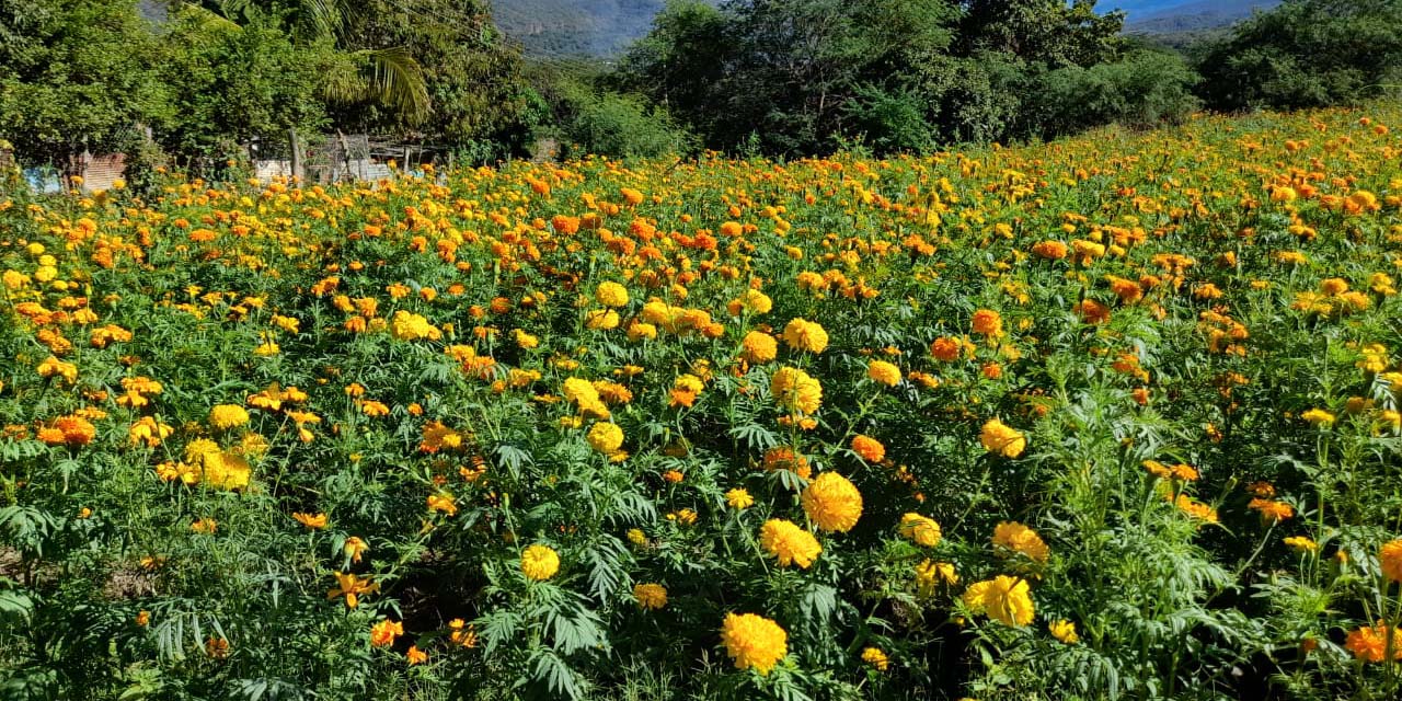 Se visten los campos cuicatecos de amarillo | El Imparcial de Oaxaca