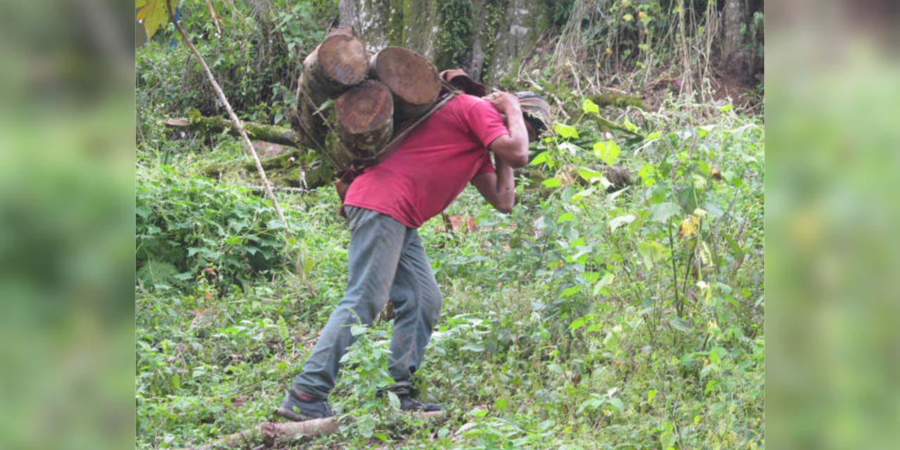 Preocupa a huautlecos problema de talamontes | El Imparcial de Oaxaca