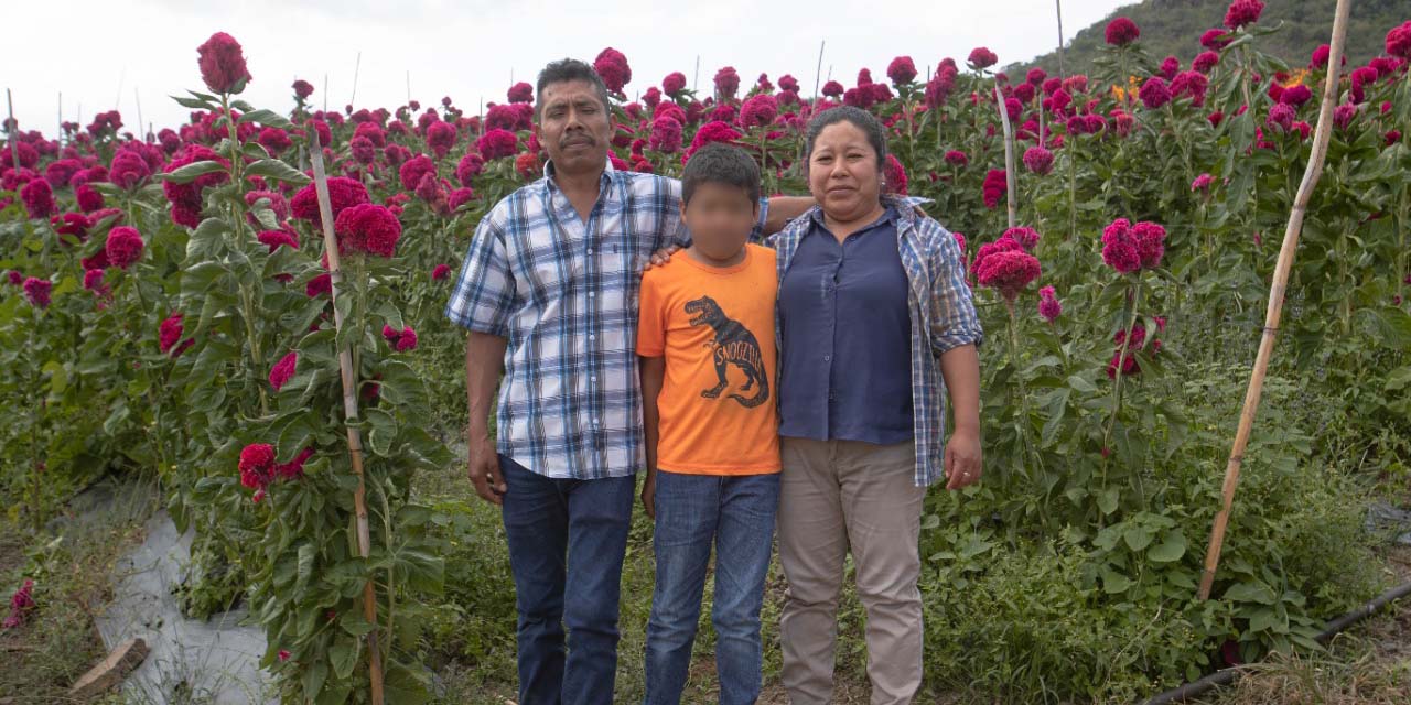 Piden productores de flor de muerto consumir local | El Imparcial de Oaxaca