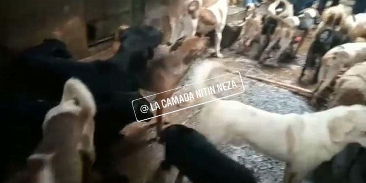 Engorda y mata perros para taquerías en Neza: deuncian vecinos | El Imparcial de Oaxaca