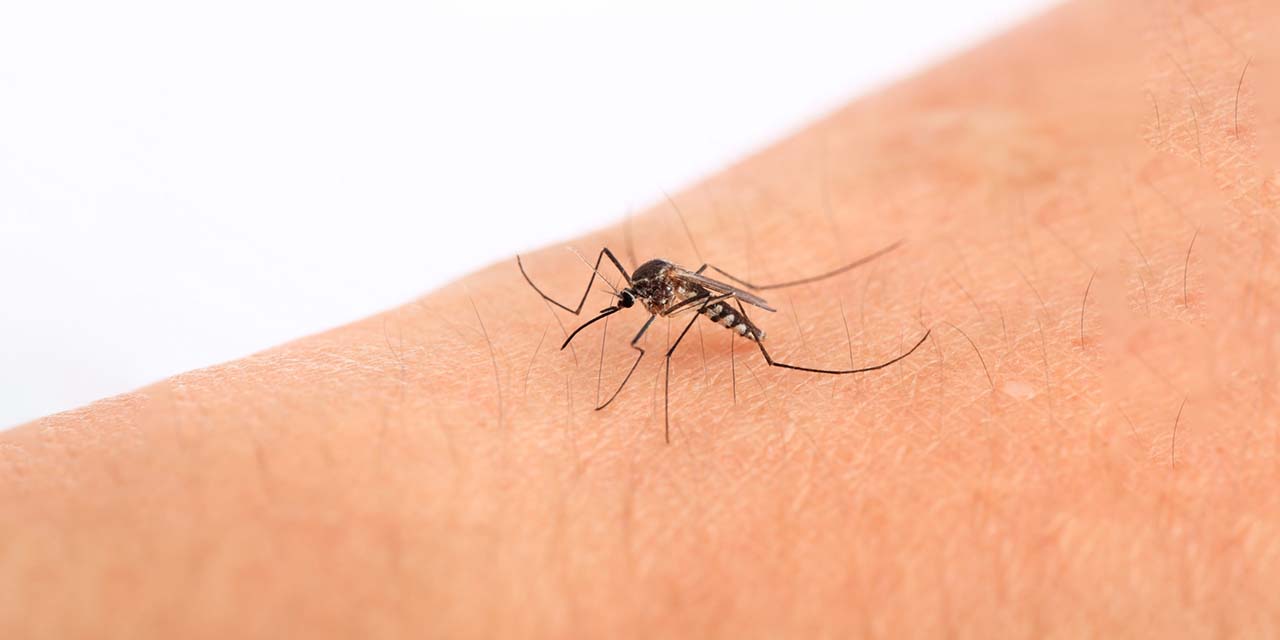 Supera dengue en 54% registro de hace un año | El Imparcial de Oaxaca