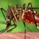 Reportan 19 casos de dengue en la semana; acumula Oaxaca 388