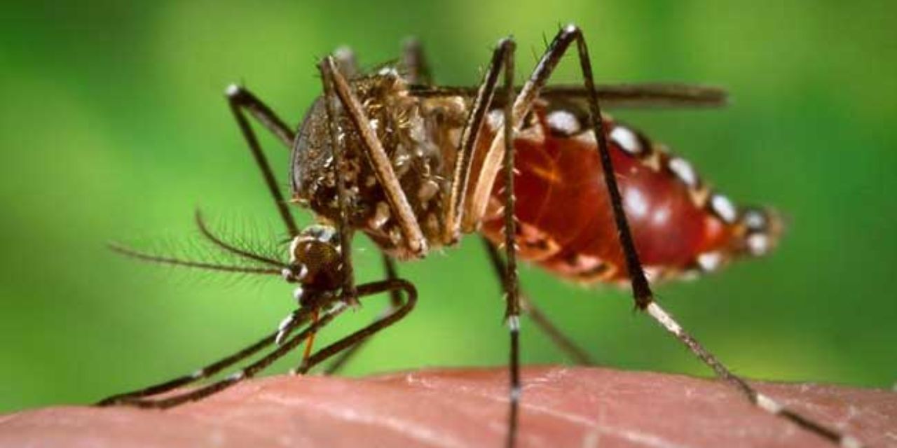 Reportan 19 casos de dengue en la semana; acumula Oaxaca 388 | El Imparcial de Oaxaca