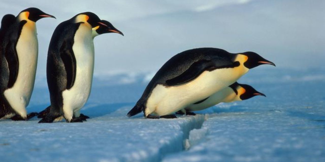 El pingüino emperador es incluido en lista de especies amenazadas por el calentamiento global | El Imparcial de Oaxaca