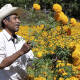 Flor cempasúchil, de México para el mundo; pero, nos comen el mandado